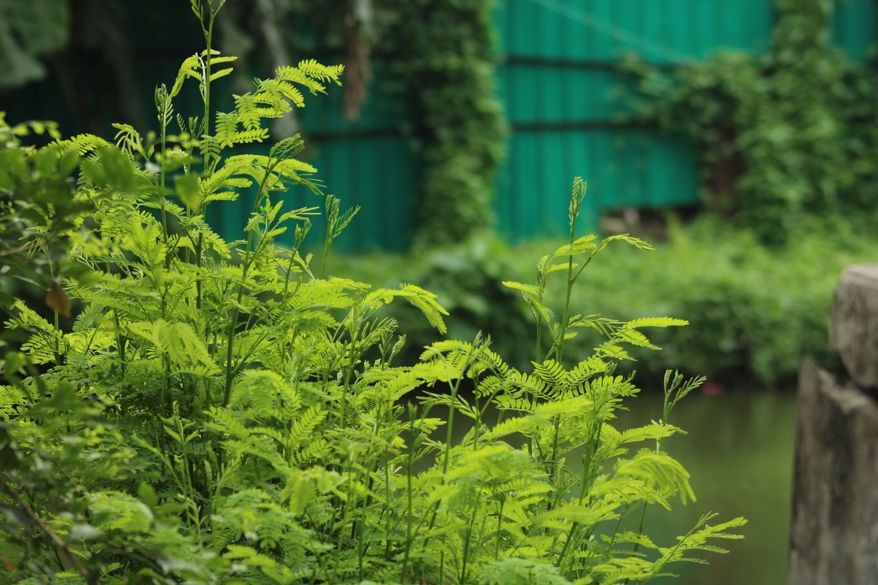National Tree Planting Campaign 2026